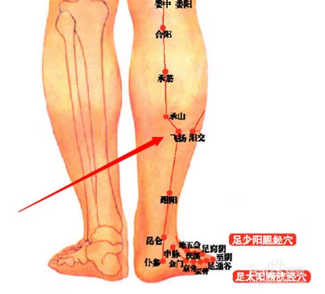 飛揚穴位置|飛揚穴丨足太陽膀胱經丨經脈穴位